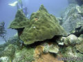 scuba diving photo