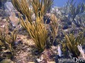 scuba diving photo
