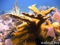 scuba diving photo