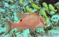 scuba diving photo
