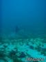 scuba diving photo