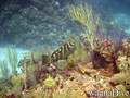 scuba diving photo