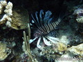 scuba diving photo