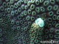 scuba diving photo