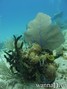 scuba diving photo