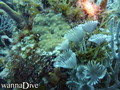 scuba diving photo