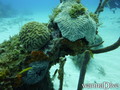scuba diving photo