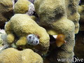 scuba diving photo