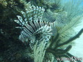 scuba diving photo