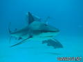 scuba diving photo