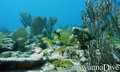 scuba diving photo