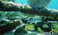 scuba diving photo