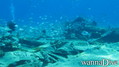 scuba diving photo