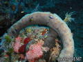 scuba diving photo