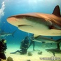 scuba diving photo