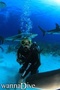 scuba diving photo
