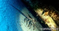 scuba diving photo