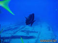 scuba diving photo