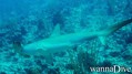 scuba diving photo