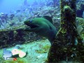 scuba diving photo