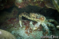 scuba diving photo