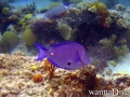 scuba diving photo