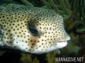 scuba diving photo