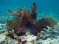 scuba diving photo