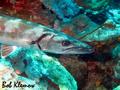scuba diving photo