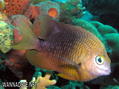 scuba diving photo