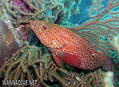 scuba diving photo