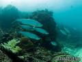 scuba diving photo