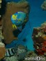 scuba diving photo