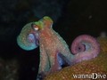 scuba diving photo