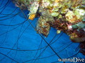 scuba diving photo