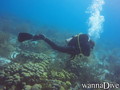 scuba diving photo