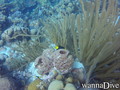 scuba diving photo
