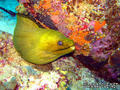 scuba diving photo