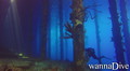 scuba diving photo