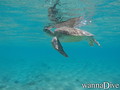 scuba diving photo