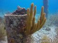 scuba diving photo