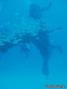 scuba diving photo