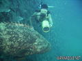 scuba diving photo