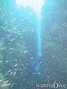 scuba diving photo