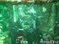 scuba diving photo