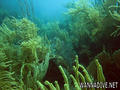 scuba diving photo