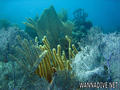 scuba diving photo