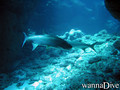 scuba diving photo