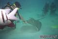 scuba diving photo