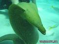 scuba diving photo